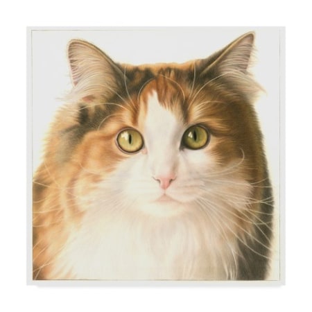 Francien Van Westering 'Orange Cat Portrait' Canvas Art,35x35